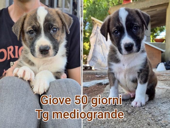 Siamo piene di cuccioli - media 10