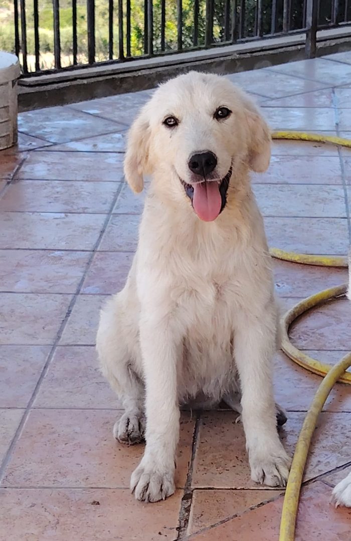 cucciola simil golden - media 5