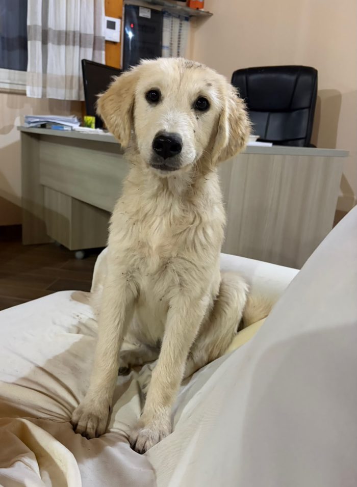 cucciola simil golden