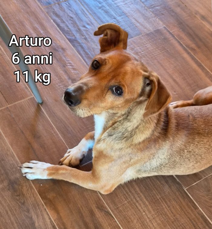 Questi piccoli cercano casa