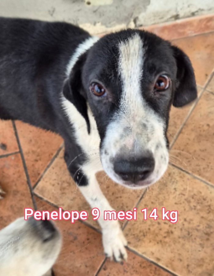 Questi piccoli cercano casa