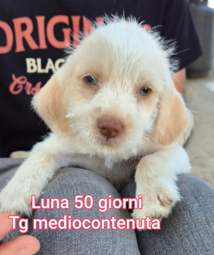 Tanti cuccioli in rifugio