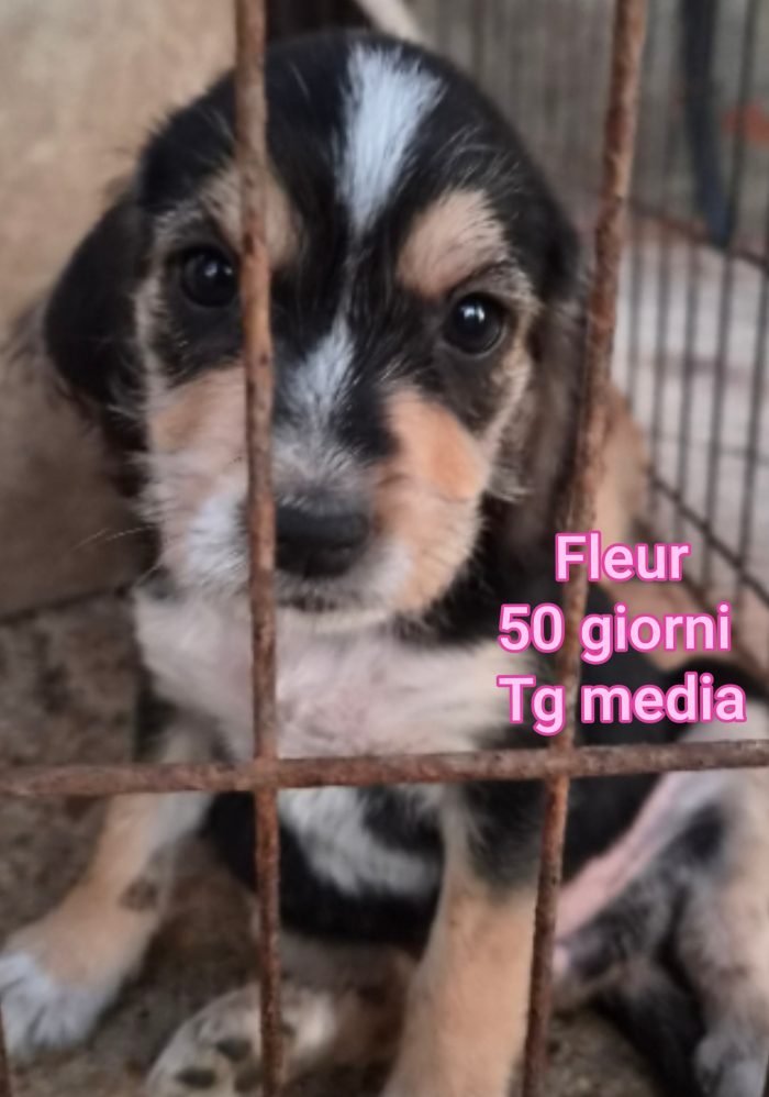 Tanti cuccioli in rifugio - media 6