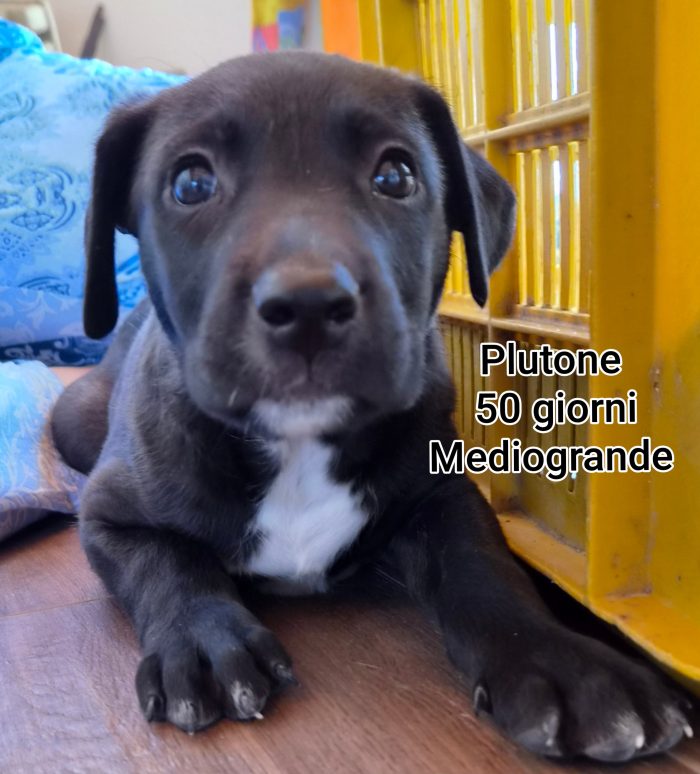 Tanti cuccioli in rifugio - media 10