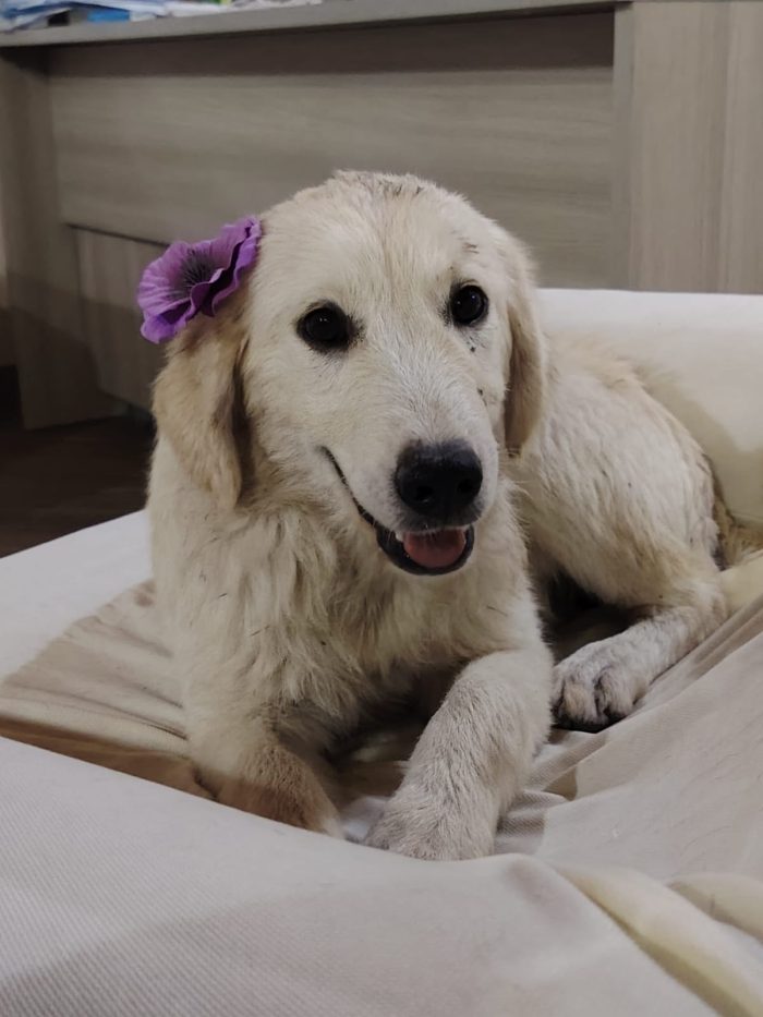 Splendida cucciola s. Golden retriever