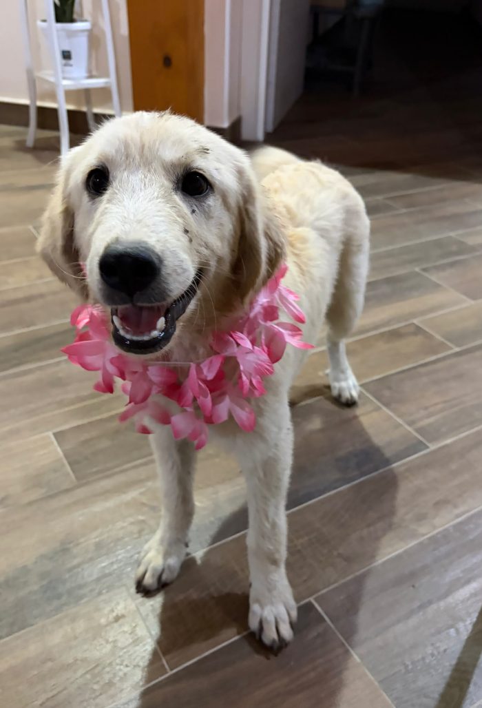 Splendida cucciola s. Golden retriever - media 4
