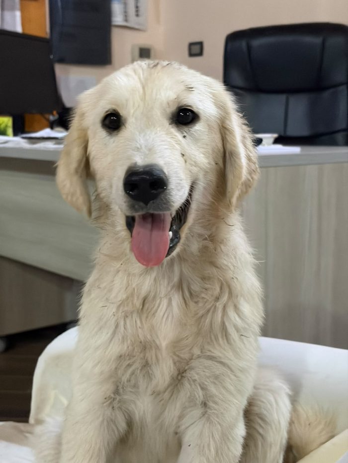 Splendida cucciola s. Golden retriever