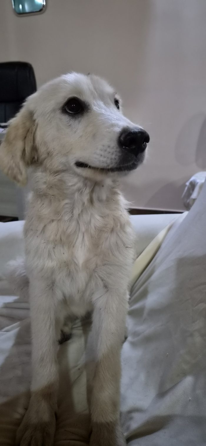 Splendida cucciola s. Golden retriever - media 5