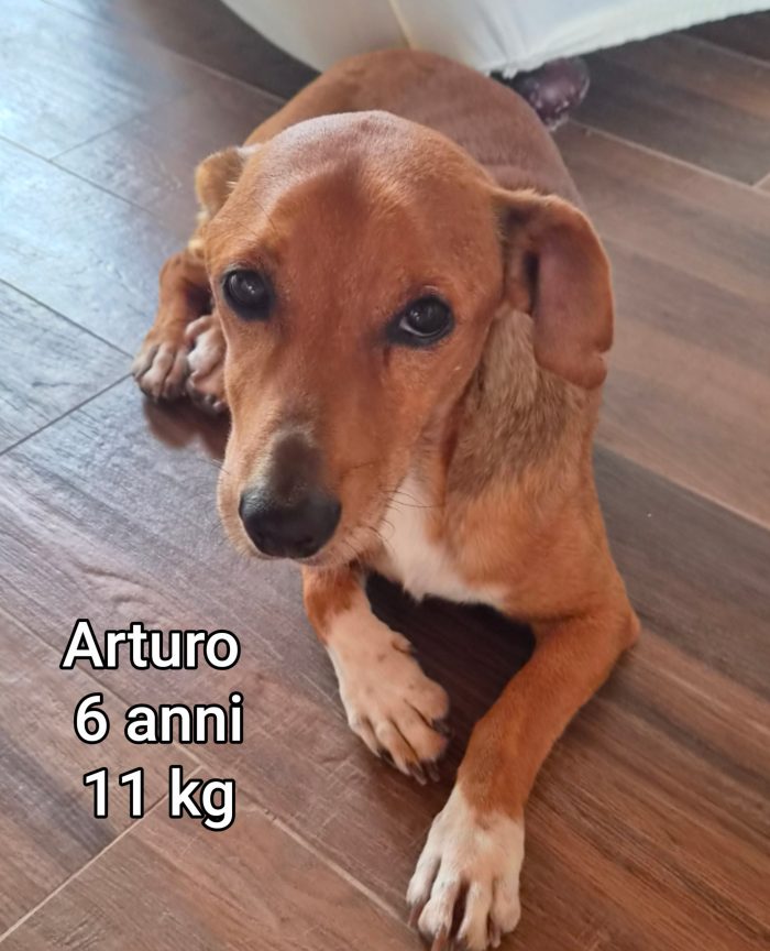 Piccoli cagnolini soli
