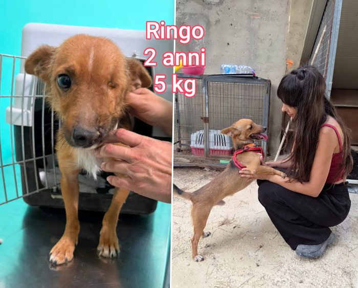 Piccoli cagnolini soli