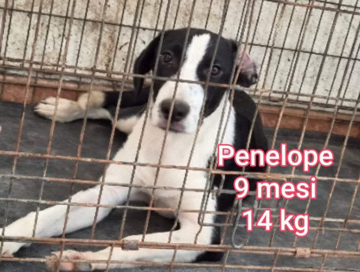Piccoli cagnolini soli