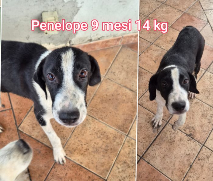 Piccoli cagnolini soli - media 4