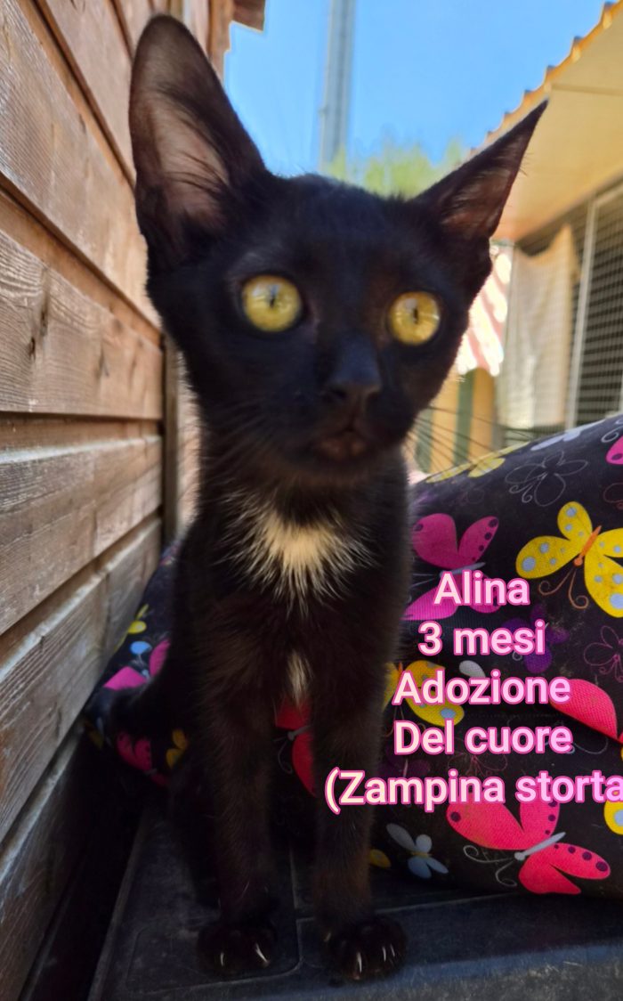 Meravigliosi gattini salvati