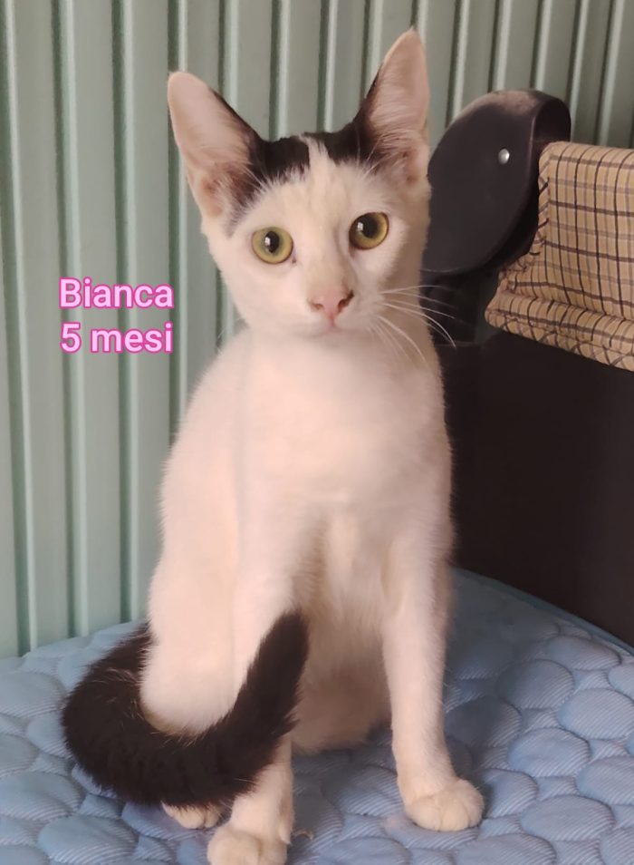 Meravigliosi gattini salvati