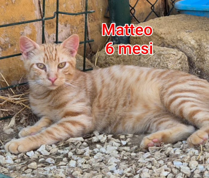 Meravigliosi gattini salvati - media 5