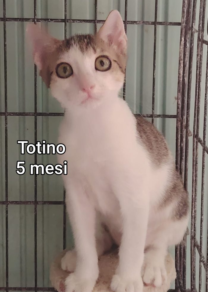 Meravigliosi gattini salvati - media 6
