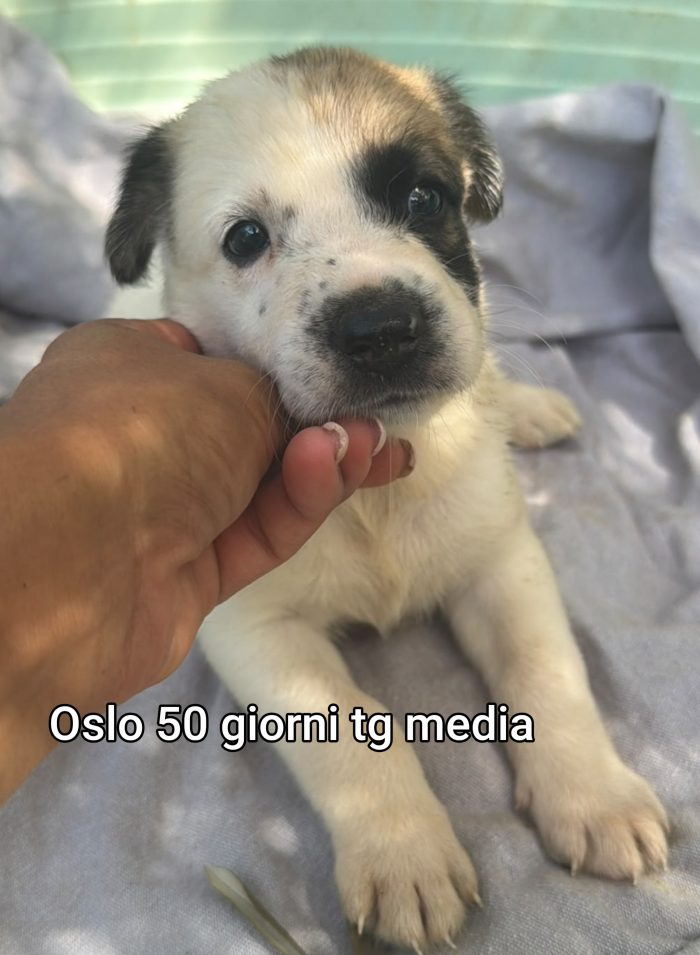Ancora tanti teneri cuccioli - media 8