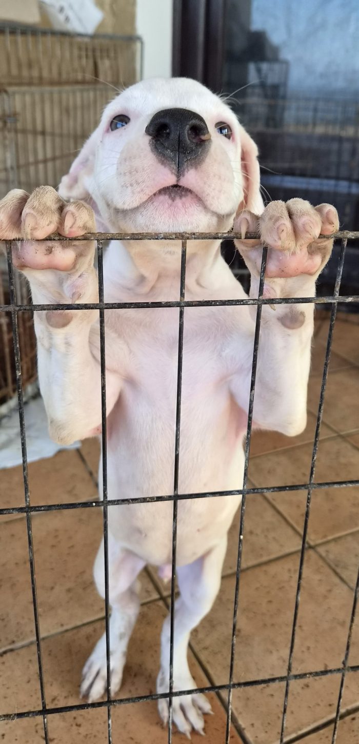 Simil american pitbull o dogo di 2 mesi