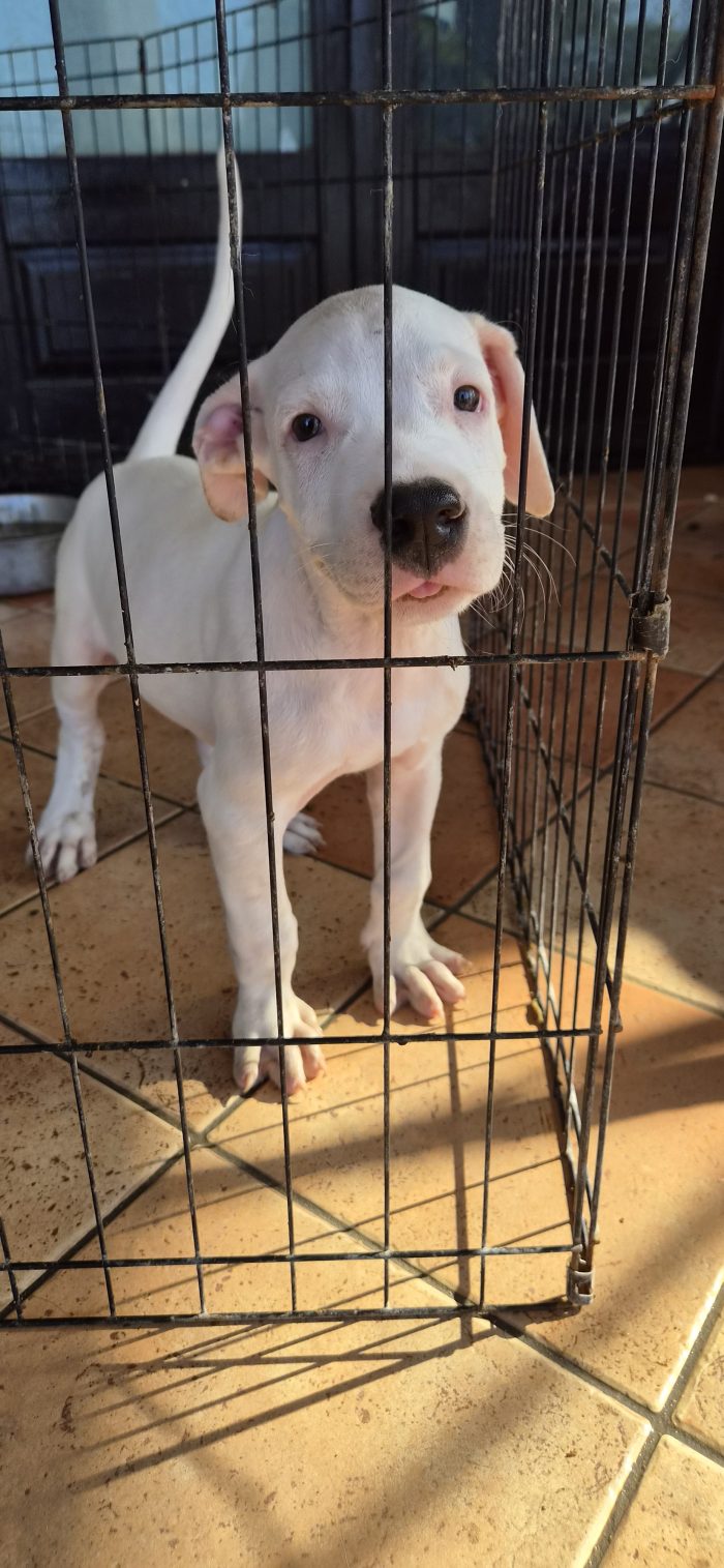 Simil american pitbull o dogo di 2 mesi