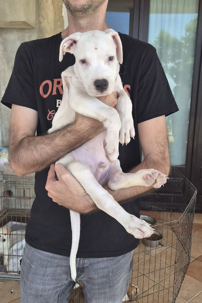 Simil american pitbull o dogo di 2 mesi