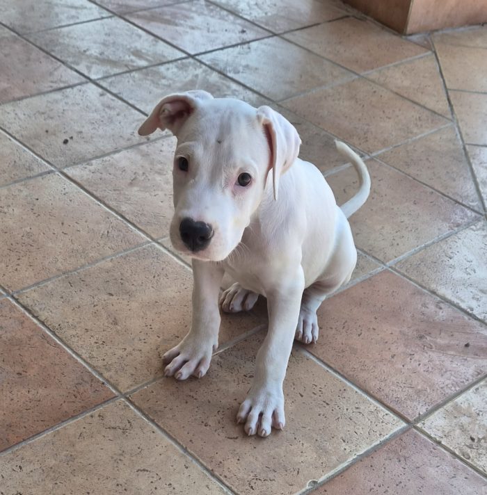 Simil american pitbull o dogo di 2 mesi - media 6