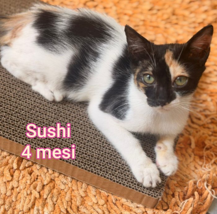 ADOTTA UN GATTO - media 4