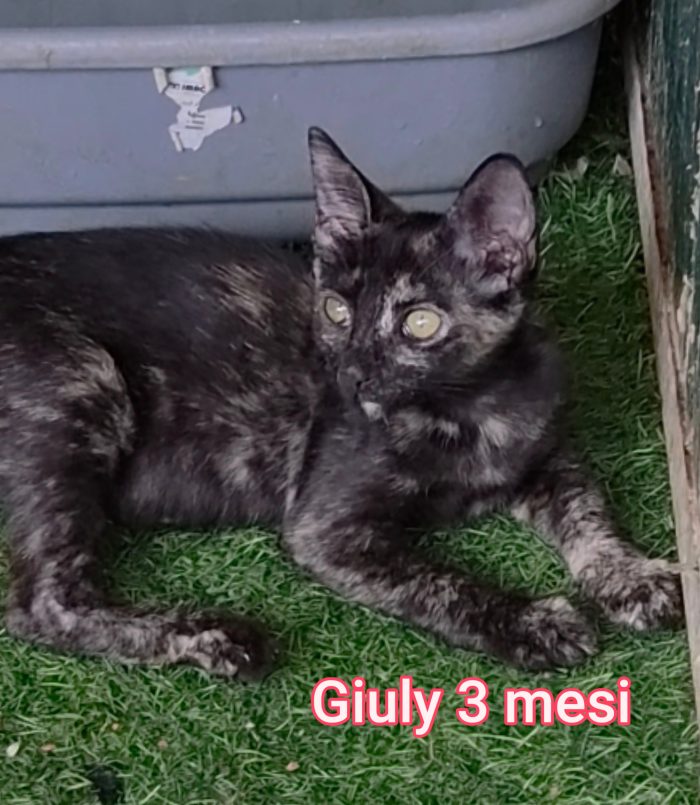 ADOTTA UN GATTO - media 9