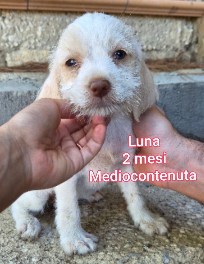 SALVA UN CUCCIOLO!