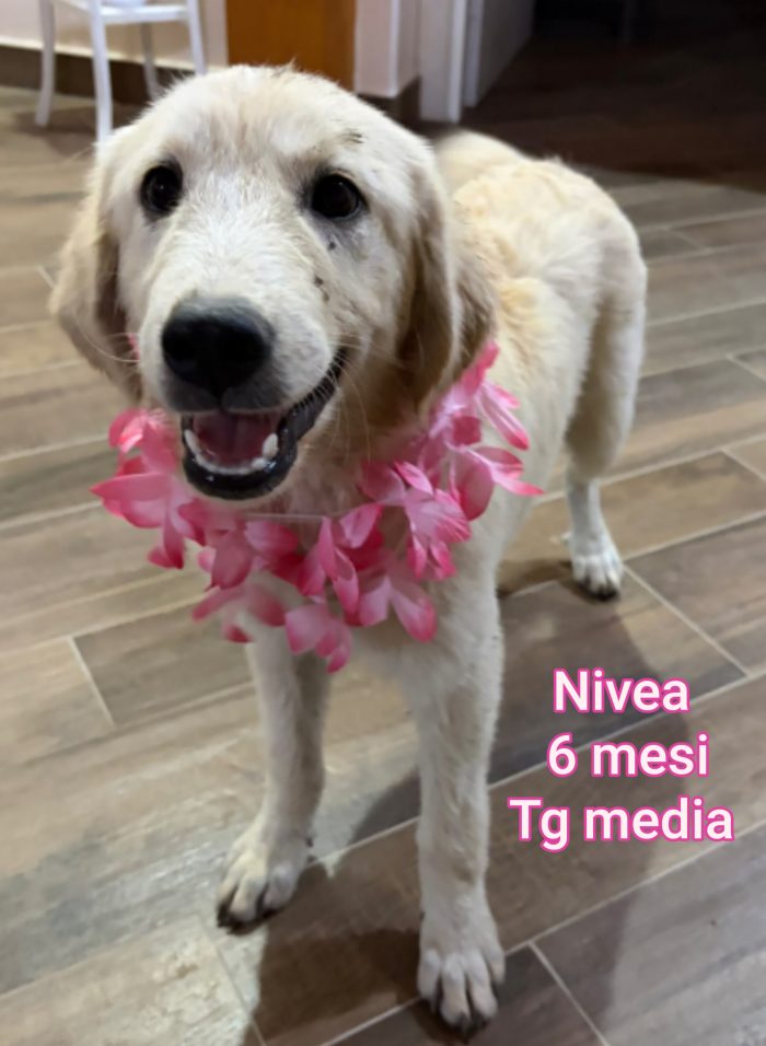 SALVA UN CUCCIOLO!