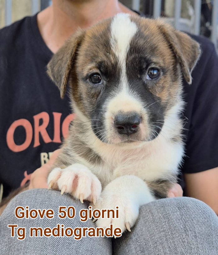SALVA UN CUCCIOLO!