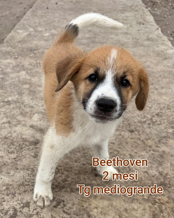 SALVA UN CUCCIOLO! - media 6