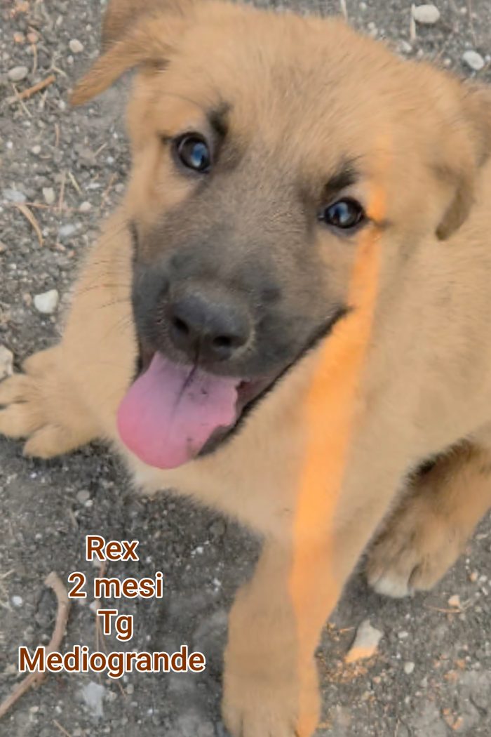 SALVA UN CUCCIOLO! - media 10