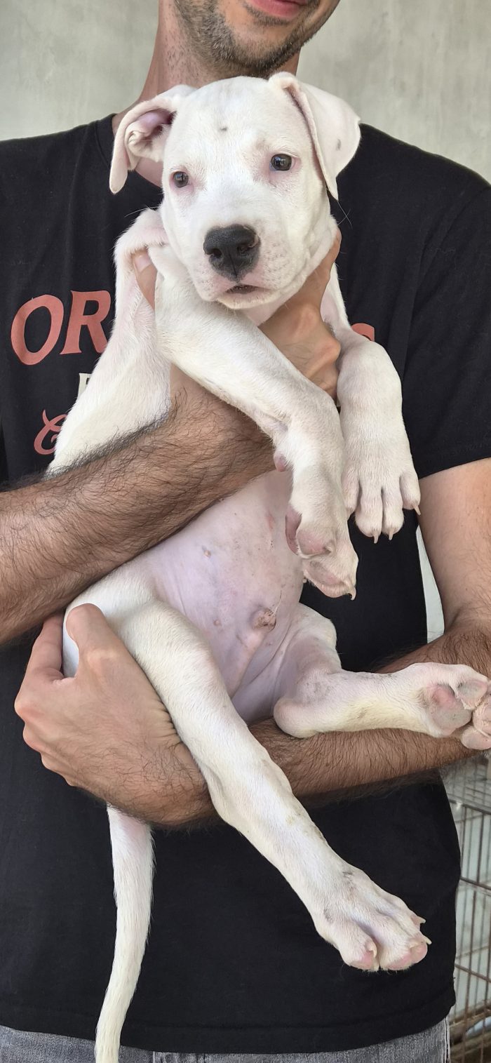 Cucciolo gettato in un cassonetto