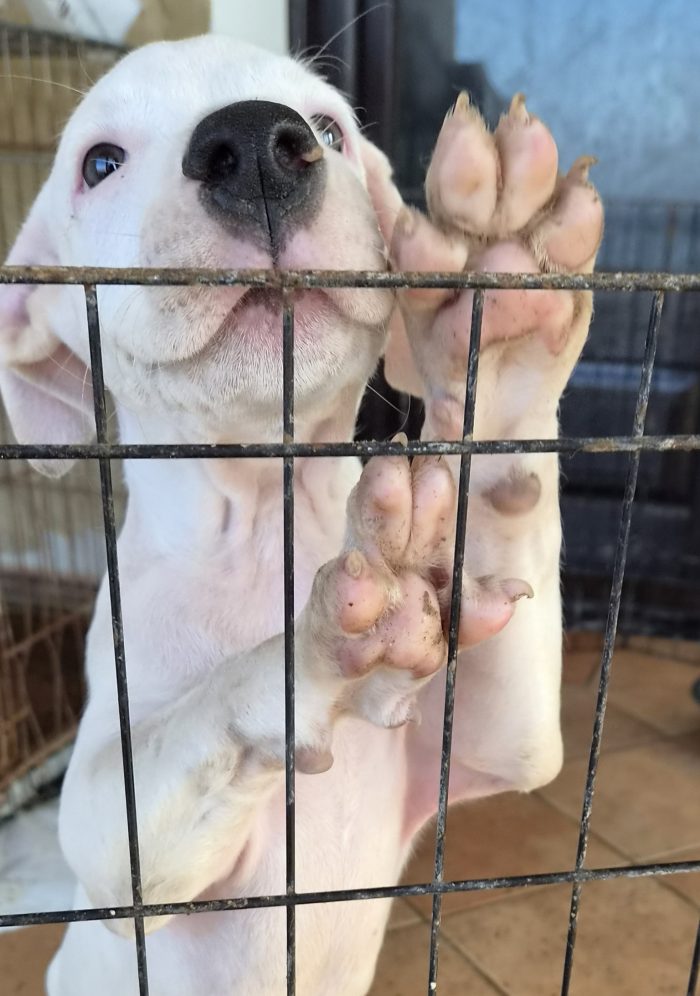 Cucciolo gettato in un cassonetto