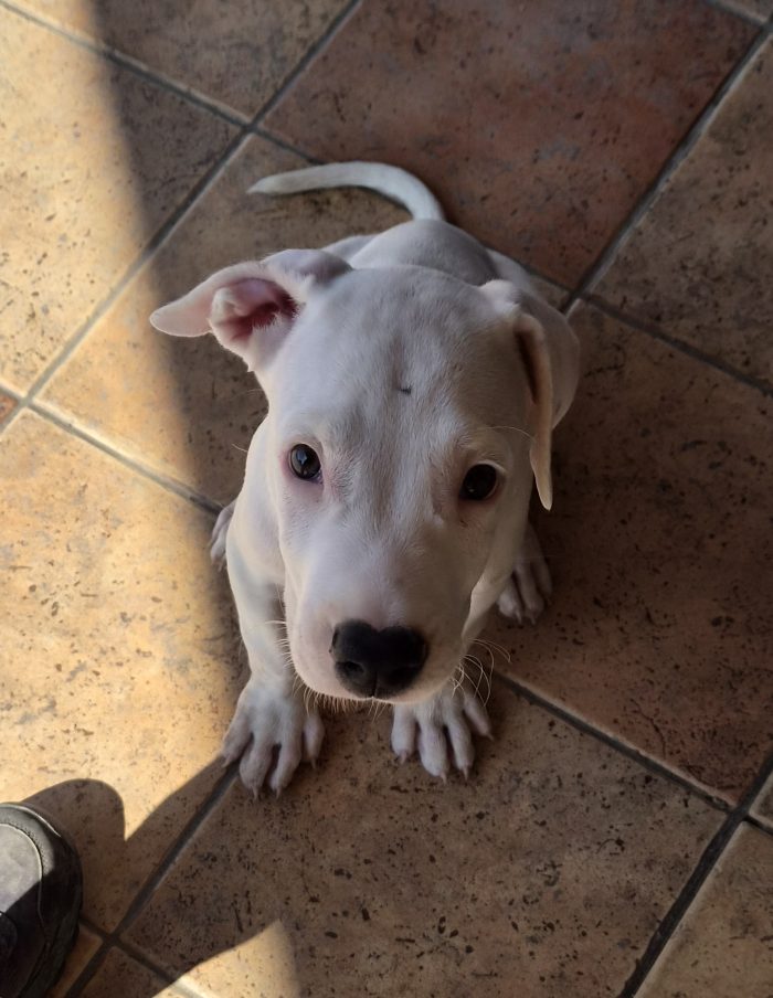 Cucciolo gettato in un cassonetto - media 6