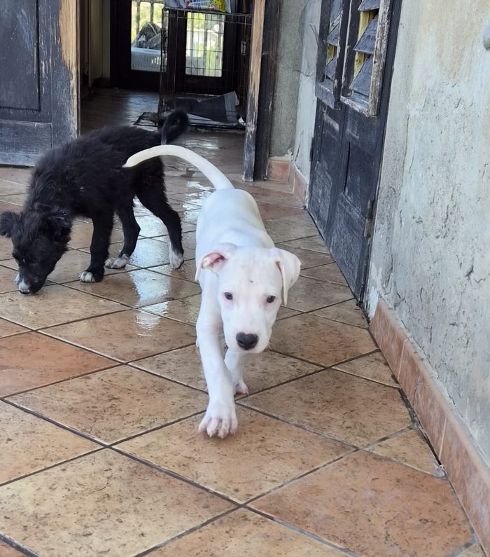 Cucciolo gettato in un cassonetto - media 5