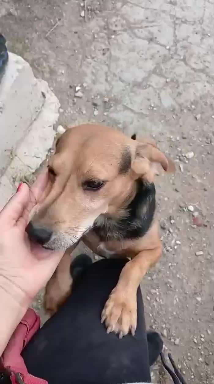 Nicolino, taglia medio piccola, simil beagle