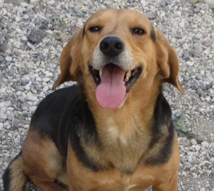 Nicolino, taglia medio piccola, simil beagle
