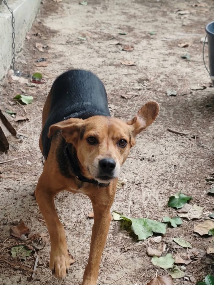 Nicolino, taglia medio piccola, simil beagle