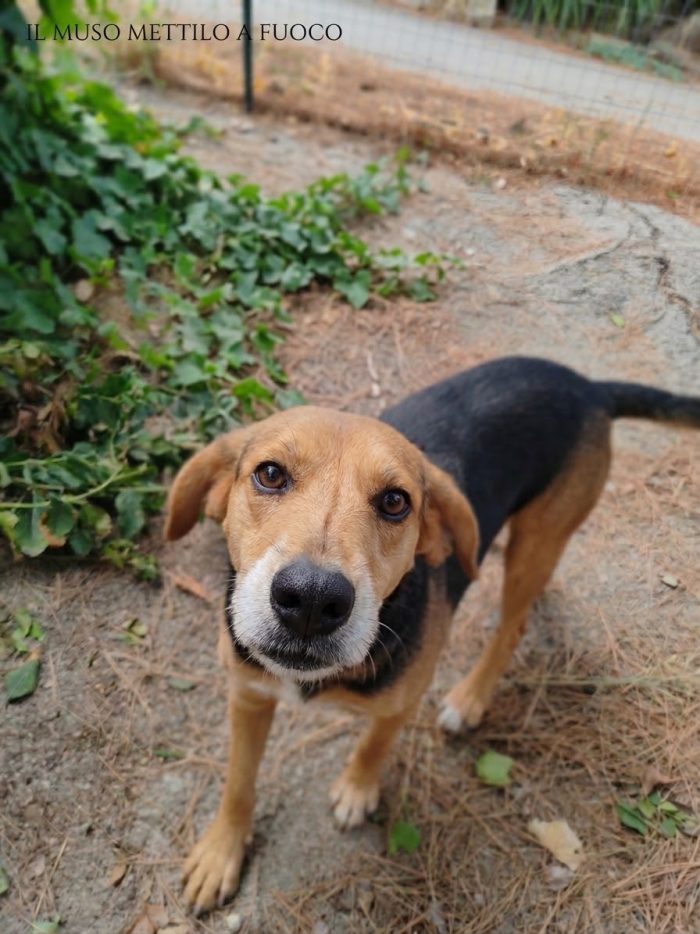 Nicolino, taglia medio piccola, simil beagle - media 4