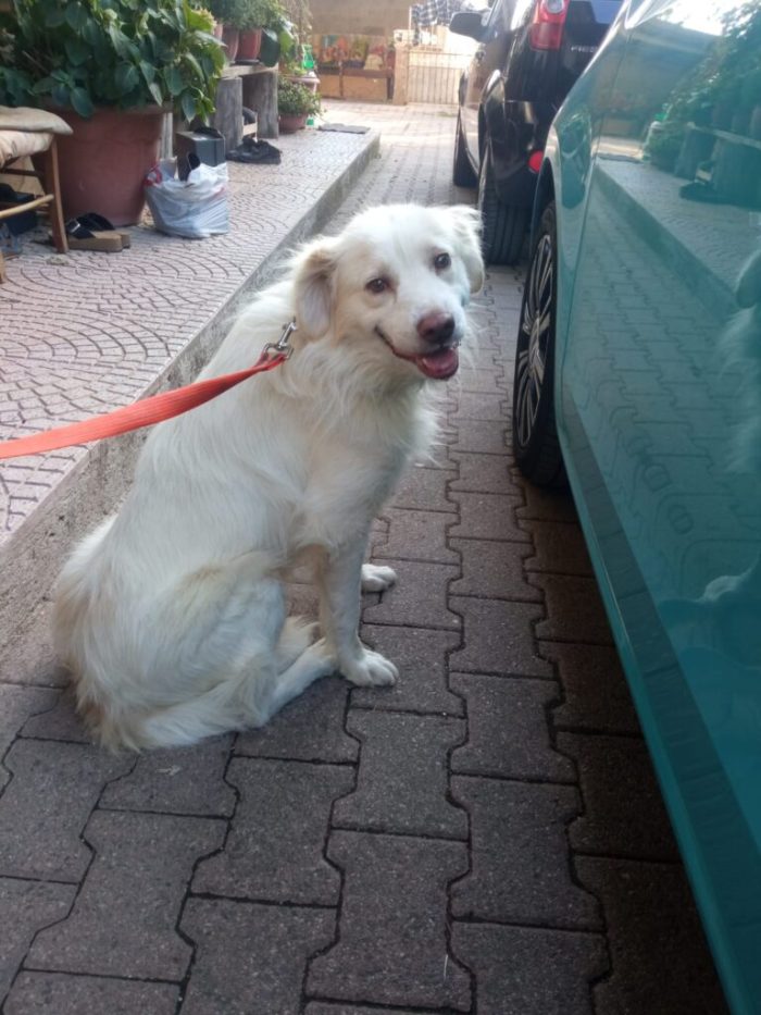 Miele, dolce mix golden di 3 anni