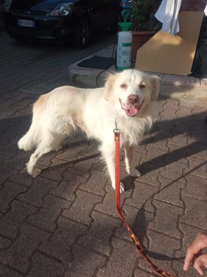 Miele, dolce mix golden di 3 anni