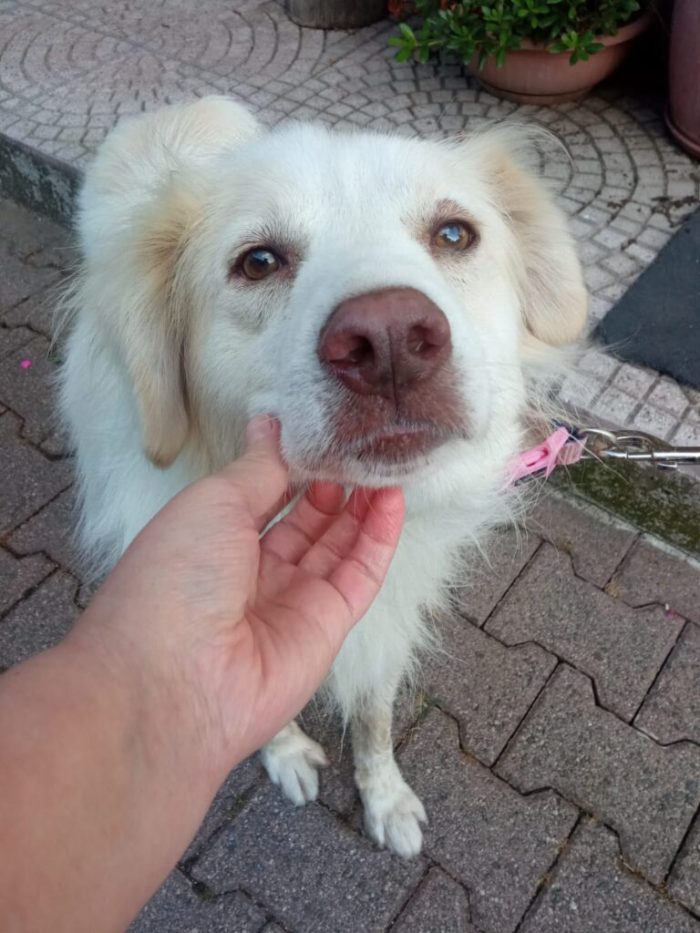 Miele, dolce mix golden di 3 anni