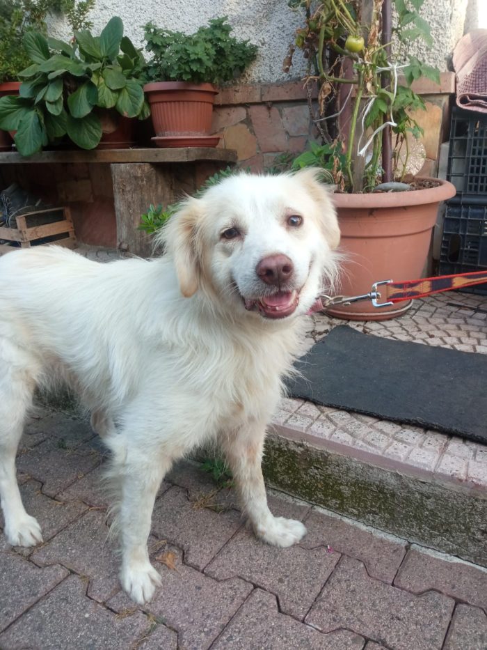 Miele, dolce mix golden di 3 anni - media 4