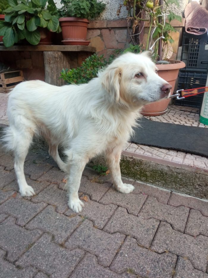 Miele, dolce mix golden di 3 anni - media 5