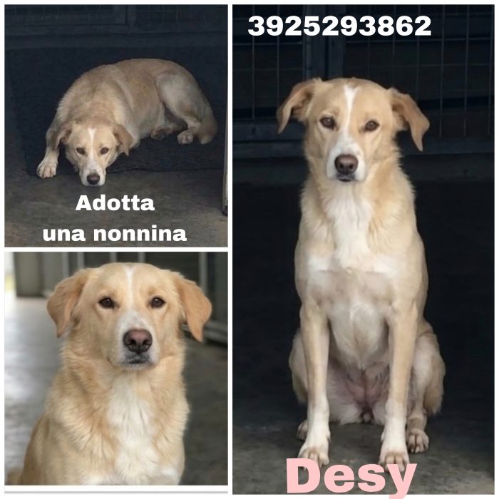 Adotta una dolcissima nonnina! DESY aspetta da tanti anni.