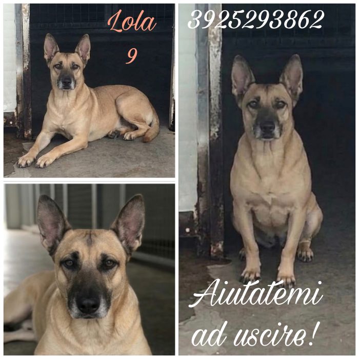 Lola è ancora in canile.. cerca casa disperatamente