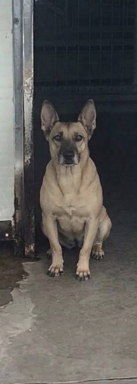 Lola è ancora in canile.. cerca casa disperatamente