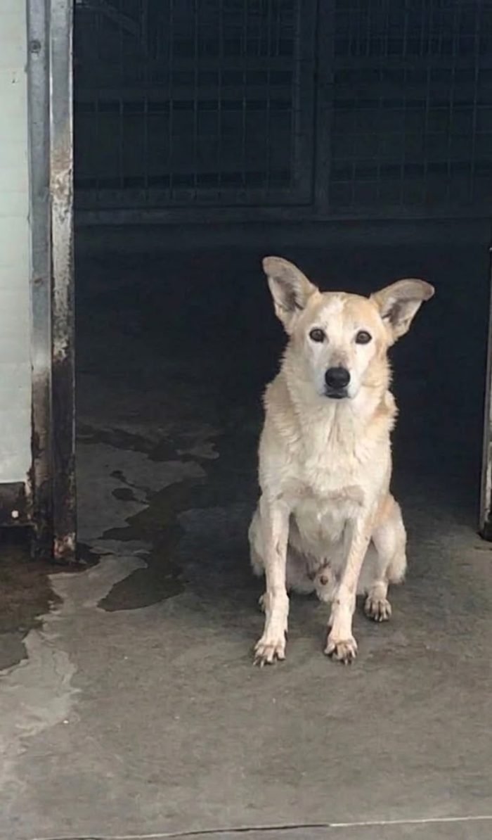 Rosy una nonnina in PRIGIONE senza avere colpe! È ancora in cerca di una casa! - media 5