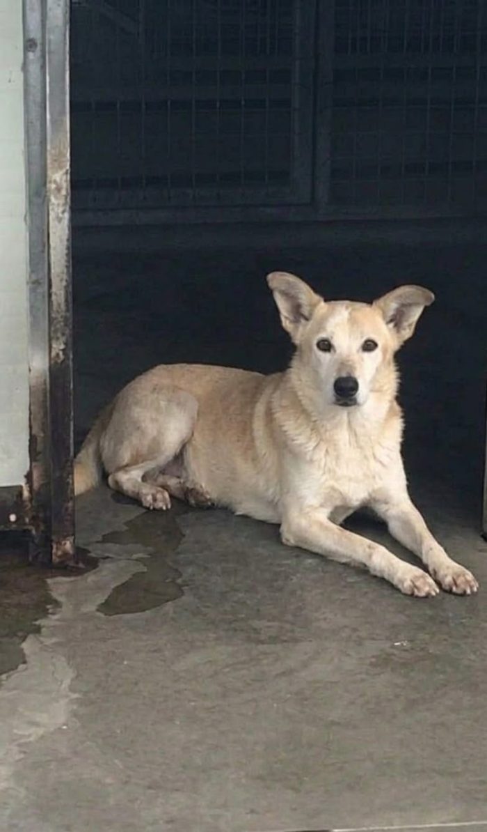 Rosy una nonnina in PRIGIONE senza avere colpe! È ancora in cerca di una casa! - media 4